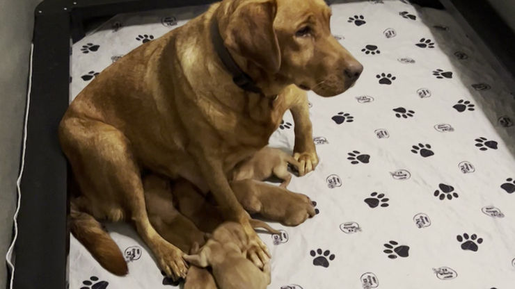 Fox Red Lab Puppies
